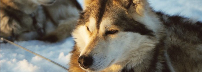 chien de traineau